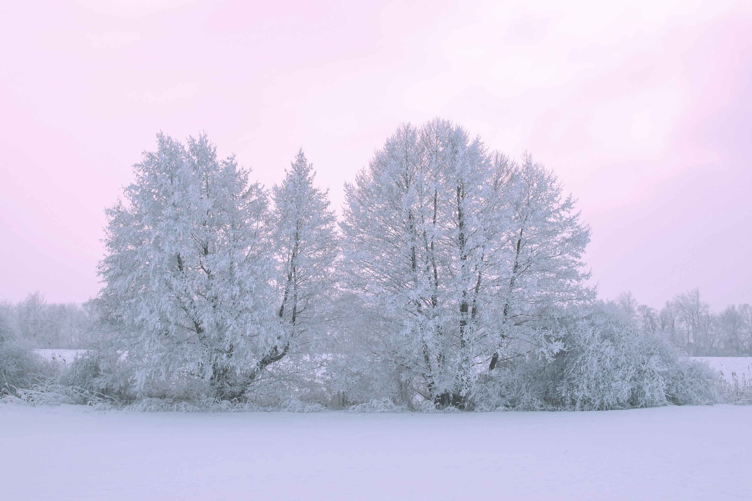 Trees, Snow, Winter, Nature, Icing